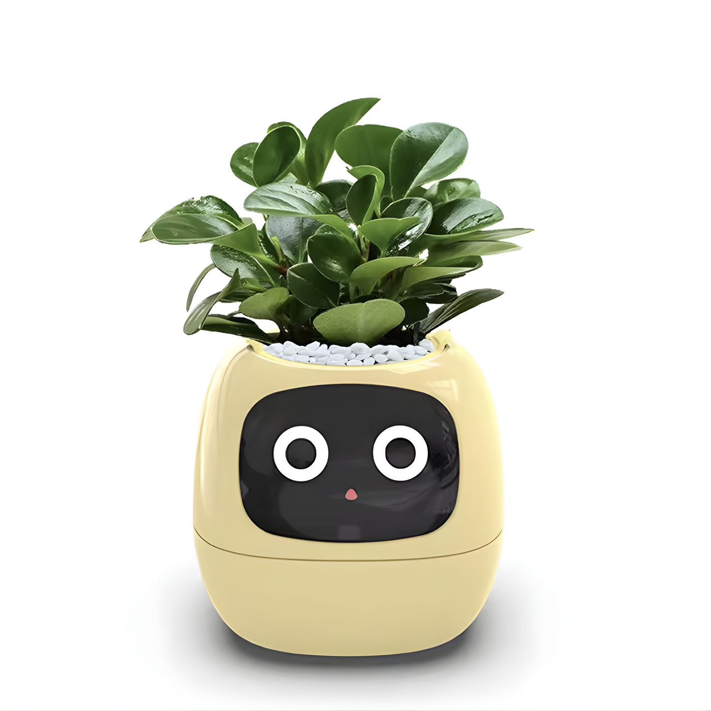 Ivy Smart Planteassistent